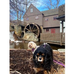 The Plimoth Grist Mill