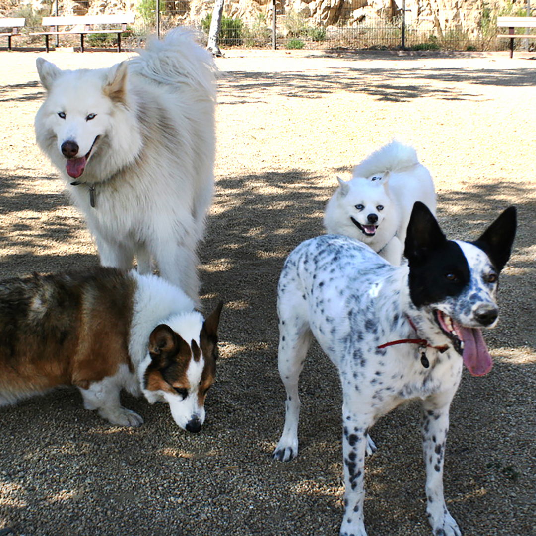 Dog Parks on the South Shore