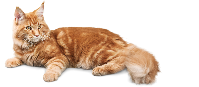 a honey colored cat sprawled out waiting for Valentine's Day treat!