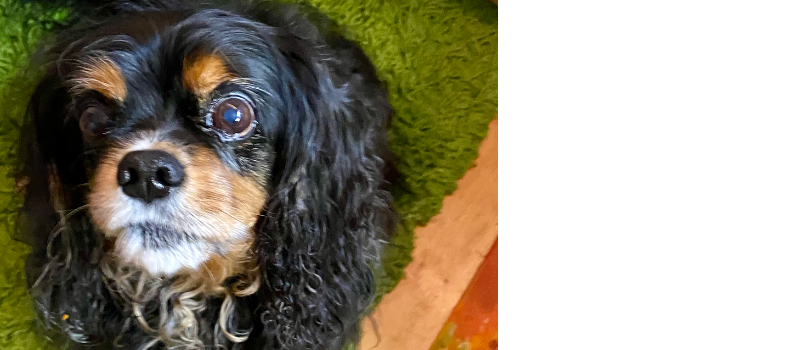 Valentine's Day recipes - Cavalier King Charles dog waiting for his treat